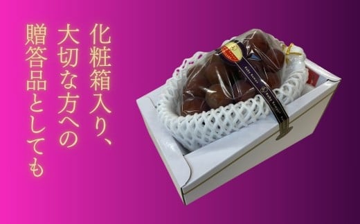 【先行予約 2026年】ルビーロマン ぶどう 葡萄 大粒 1房 600g～800g 贈答品【JA小松市】石川県 小松市