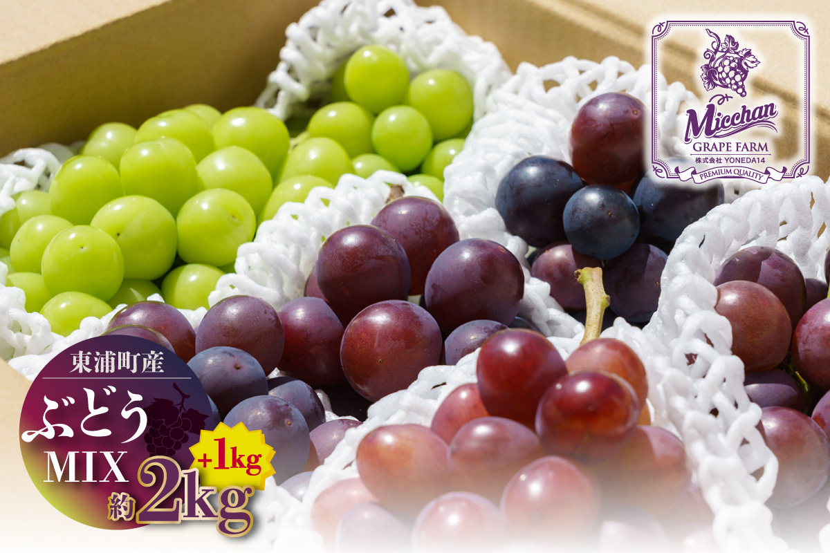 【先行予約】【2026年8月発送】東浦町産 ぶどうMIX・約3kg（2kg＋1kg！）【みっちゃんぶどう園】
