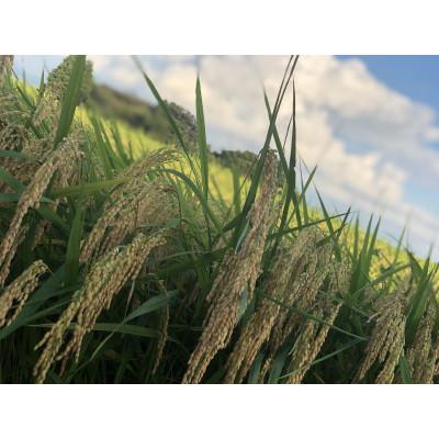 ふるさと納税 那須塩原市 【那須塩原ブランド認定品】プロポリス米(玄米・5kg) |  | 02