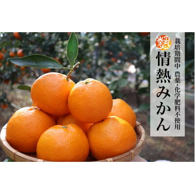 【ふるさと納税】【2026年5月より受付開始】徳島県阿南市産みかん5kg 栽培期間中農薬・化学肥料不使用　不揃い【1709627】