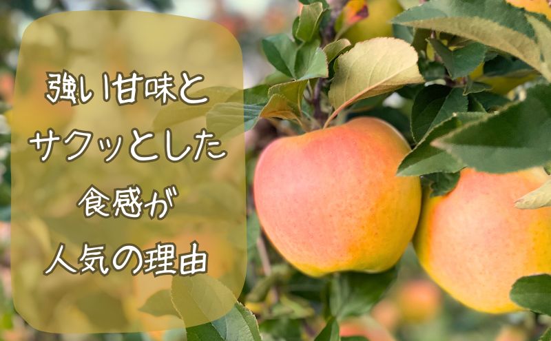 10～11月発送 家庭用ぐんま名月 約5kg【弘前市産・青森りんご】