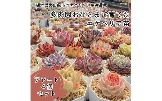 
【多肉植物】エケベリア苗アソート4個セット
