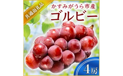 ゴルビー 4房 ＜2026年9月上旬より順次発送予定＞ (県内共通返礼品:かすみがうら市産)  フルーツ 果物 ぶどう (BR058)