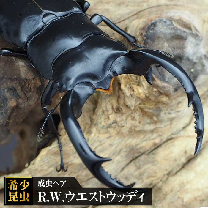 【ふるさと納税】【世界最高のクワガタ】R.W.ウエストウッディ成虫ペア 吉野ケ里町/ドルクス佐賀[FBS006]