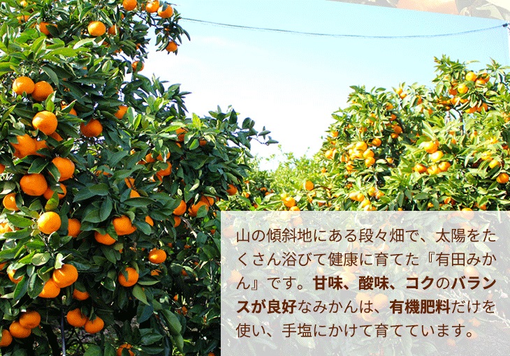 ＼光センサー選別／極 有田みかんプレミアム 約2kg【光センサー 高糖度選別品】2S～Mの小玉サイズ 有機質肥料100% | 光センサー選別 温州みかん みかん 高糖度 柑橘 果物 フルーツ 甘い ※