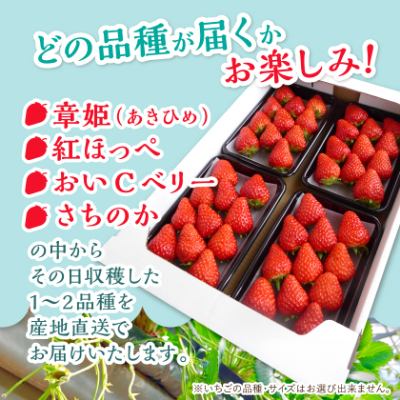 岡山県美作市産　いちご詰合せ(約280g×4パック)【配送不可地域：離島・北海道・沖縄県】