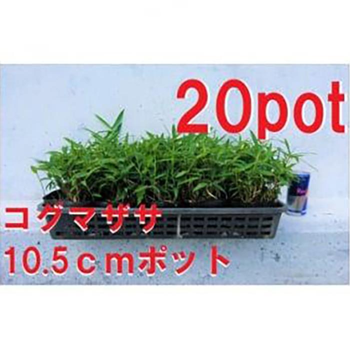 【ふるさと納税】緑の力で地球を元気に!【コグマザサ】10.5cmポット　和風のお庭に　寄せ植え　20鉢