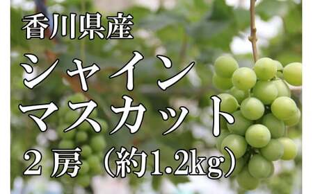〈予約受付〉2026年産　香川県産シャインマスカット２房【２０２６年８月中旬以降発送予定！】