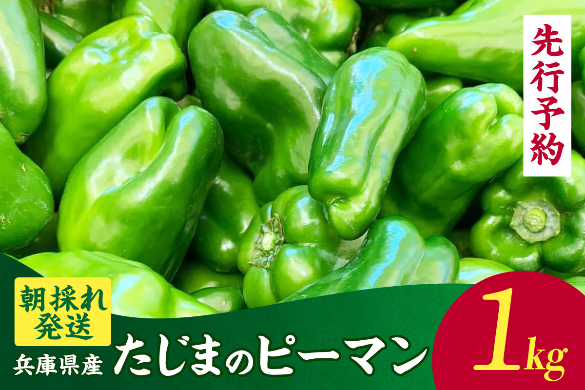【先行予約】【朝採れ発送「たじまのピーマン」1kg】野菜 ピーマン たじま たじまピーマン 新鮮野菜 サラダ 野菜 絶品 新鮮 ふるさと納税 兵庫県 香美町 村岡 むらおか夢アグリ 41-26