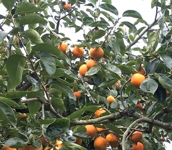 柿 富有柿【秀品】和歌山県産 約3.5kg【2025年11月中旬から2025年12月上旬発送】【A243-frks137】