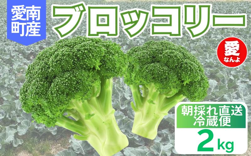 
            ブロッコリー 2kg 朝採れ 当日 発送 新鮮 採れたて 産地直送 農家直送  国産 野菜 シャキシャキ 食感 茎 まで 甘い 栄養満点 ご家庭用 サラダ スープ お弁当 彩り野菜 旬 の 味覚 離乳食 食事管理中 に おすすめ 緑黄色野菜 冷凍 保存 可能 ストック 便利 人気 期間限定 旬 の 味覚 食卓 へ 愛媛県 愛南町 愛なんよ
          