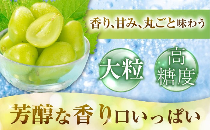 ぶどう ブドウ ぴおーね ピオーネ 葡萄 フルーツ 果物 大粒
