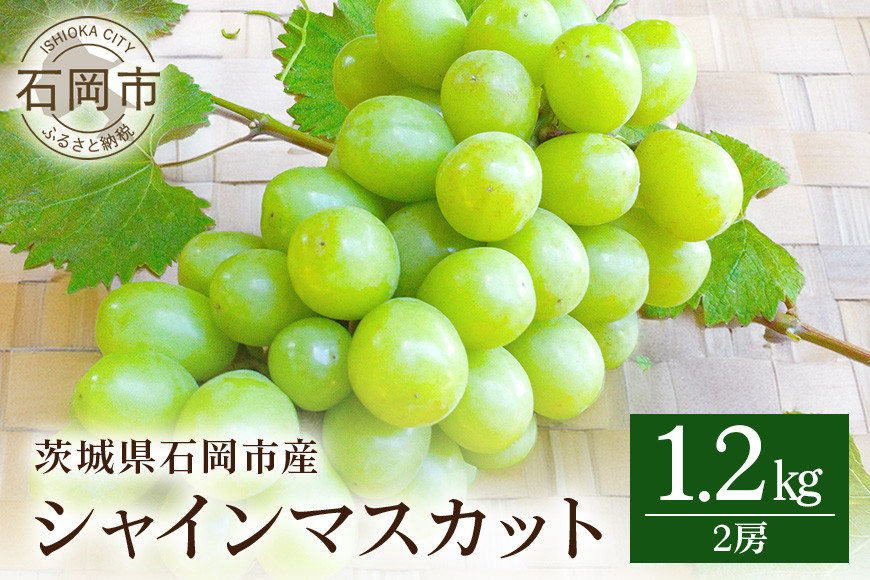 
            【 2025年 先行予約 】 シャインマスカット 1.2kg 開田ぶどう園 2房 ぶどう ブドウ 国産 果物 くだもの 葡萄 フルーツ 1.2キロ 1kg 以上 甘い 糖度 高い 9月 10月 発送 秋 旬 品種 茨城県産 産地直送 産直 農家直送 冷蔵 茨城県 石岡市 (A01-004)
          