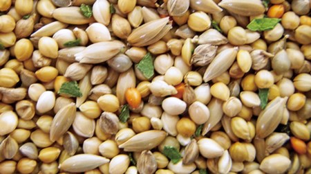 エクセル セキセイインコ 600ｇ×6袋 小鳥用 鳥 ペットフード 餌 えさ  穀類[BU006sa]