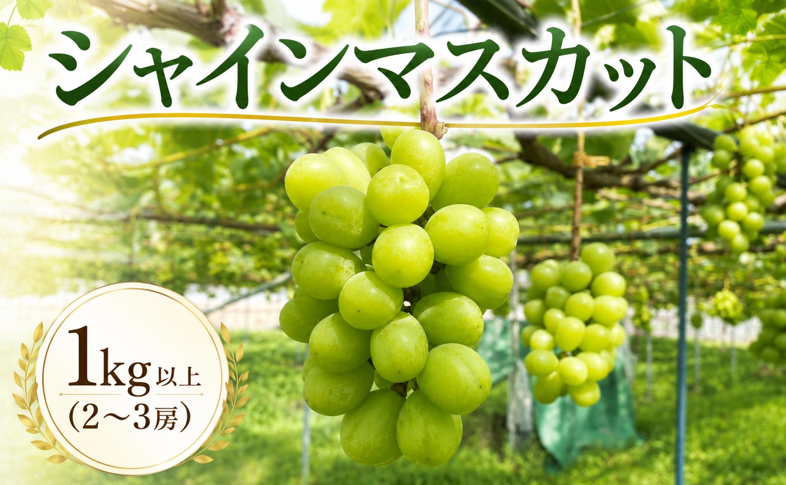 
                  ＜2026年発送 ＞シャインマスカット 2~3房 (約1.1kg) 福岡県産フルーツ 人気のぶどう_フルーツ 果物 くだもの シャインマスカット ぶどう 葡萄 マスカット 農家直送 人気 送料無料【MTO001】
                