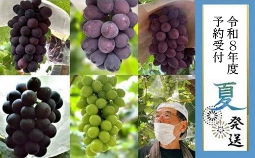
                  ＜2026年 先行受付 8月中旬発送＞【貝塚市産】高級ぶどう３種詰合せ４～５房入り 約2.4kg | ピオーネ・ブラックビート・サニールージュ・グロースクローネの中から組み合わせ
                