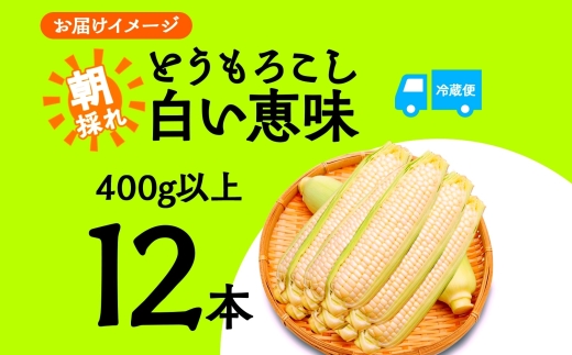とうもろこし 白い恵味 ホワイト 400g以上×12本 高糖度 トウモロコシ スイートコーン 玉蜀黍 コーン 白 夏野菜 ジューシー 野菜 おやつ 甘い 旬 産地直送 送料無料 湖南野菜出荷組合 山梨