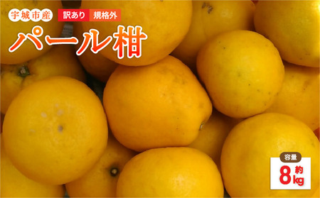 【先行予約】 パール柑 8kg 規格外 サイズ不選別【2026年1月下旬～2月下旬発送予定】 果物 くだもの フルーツ 柑橘 文旦 ぶんたん ザボン ポンカン みかん