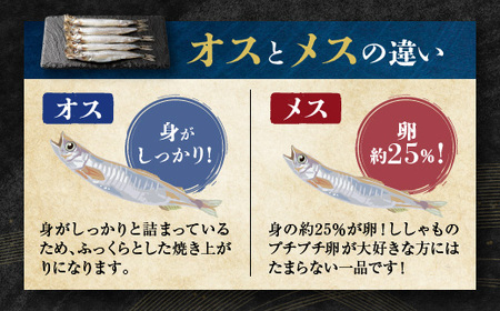 ししゃも雄雌食べ比べ 2ｋｇ セット 訳アリ シシャモ ししゃも カラフトししゃも 大洗 規格外 訳あり わけあり 傷_AV013