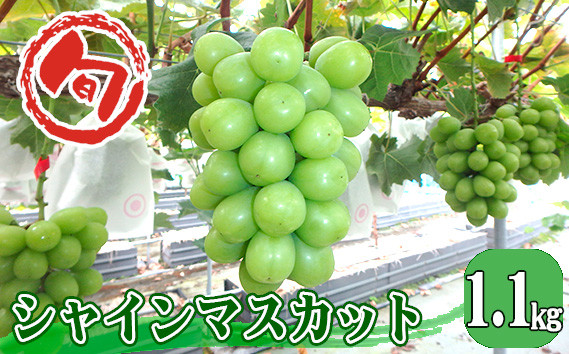 
            No.962 シャインマスカット　約1.1kg ／ 葡萄 ブドウ 果物 広島県 特産品
          