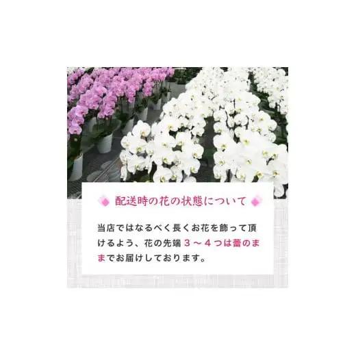 【訳あり】 指定日配達 胡蝶蘭 3本立て 白 ハイグレード 花 