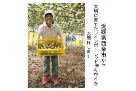 【先行予約】 輝らり果樹園 レインボーレッドⓇキウイ （レギュラーサイズ 8個入） ｜ 2025年11月下旬～12月中旬頃発送 ｜ 愛媛産 高糖度 赤い果肉 国産 高級キウイ