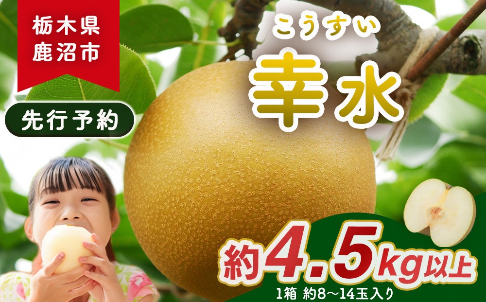 
                  梨(幸水) 8玉～14玉入り×1箱 (4.5kg以上) ※2026年8月中旬～8月下旬頃に順次発送予定
                