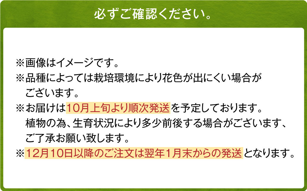 ユリ球根 大球カサブランカ 12球