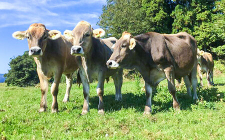 ブラウンスイス牛乳500ｍl 3本セット 牛乳 ミルク 乳製品 生乳 100% 濃厚 島根県雲南市/木次乳業有限会社[AIBH032]