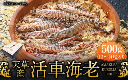 【配送指定日必須】天草産 活車海老 500g 大サイズ【発送期間2026年11月6日～2027年3月31日】