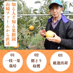 早秋柿・太雅柿・太秋柿　早生柿3種食べ比べセット（茨城県共通返礼品・かすみがうら市産) / 柿 カキ かき 早秋柿 太雅柿 太秋柿 食べ比べ 果物 フルーツ 3.5kg 果物 フルーツ 産地直送 ギフ