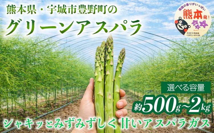 
                  アスパラガス グリーンアスパラ アスパラ あすぱら 選べる容量 約500g 約1kg 約2kg (S～L) 【2026年3月上旬～2026年6月下旬発送予定】野菜 春野菜 旬野菜 生鮮食品 熊本 熊本県 九州 宇城市 みずみずしい 甘い シャキシャキ やわらかい 日本フルーツ
                