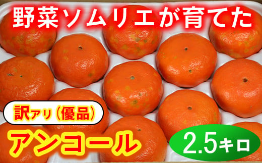 【訳あり・優品】野菜ソムリエ石児さんの「アンコール 2.5kg」 ミカン みかん 柑橘 2.5kg 訳あり 甘い 柑橘類 アンコール アンコールオレンジ フルーツ 3月 先行予約 ＜103-018_5＞