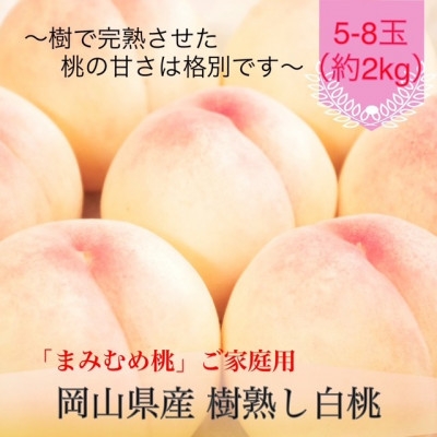 
                  ＜2027年発送＞岡山県産 樹熟し白桃『まみむめ桃』(ご家庭用) 化粧箱入り【1779455】
                