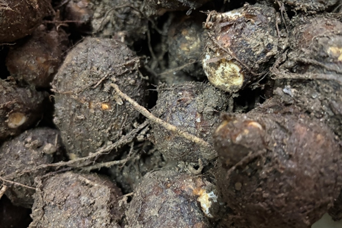 自然栽培さといも「大野芋」2kg 京都・京丹後産 自然栽培 旬野菜　さといも 里芋 サトイモ 芋 いも 野菜 やさい 根菜 旬 京都 京丹後 自然栽培 農薬不使用　AB00010