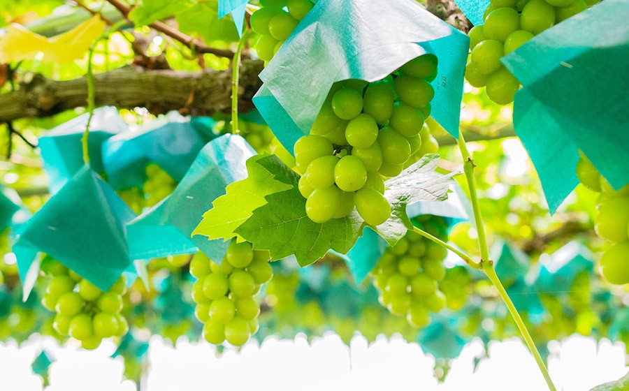 【令和8年産先行予約】 鶴岡市産 シャインマスカット 約1kg (2房)　佐藤農園