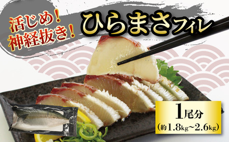 活じめ！神経抜き！ひらまさフィレ1尾分（約1.8～2.6㎏） | 刺身 さしみ お刺身 刺身 さしみ お刺身 刺身 さしみ お刺身 魚介 海の幸 冷蔵 ひらまさ ヒラマサ 愛媛県 松山市【KHN0112】