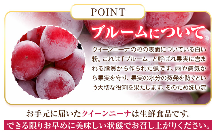 【先行予約】ぶどう ご家庭用 クイーンニーナ 約900g 株式会社シグマサポート《2026年9月中旬-11月上旬頃出荷》三重県 東員町 ぶどう ブドウ フルーツ 果物 冷蔵 冷蔵便