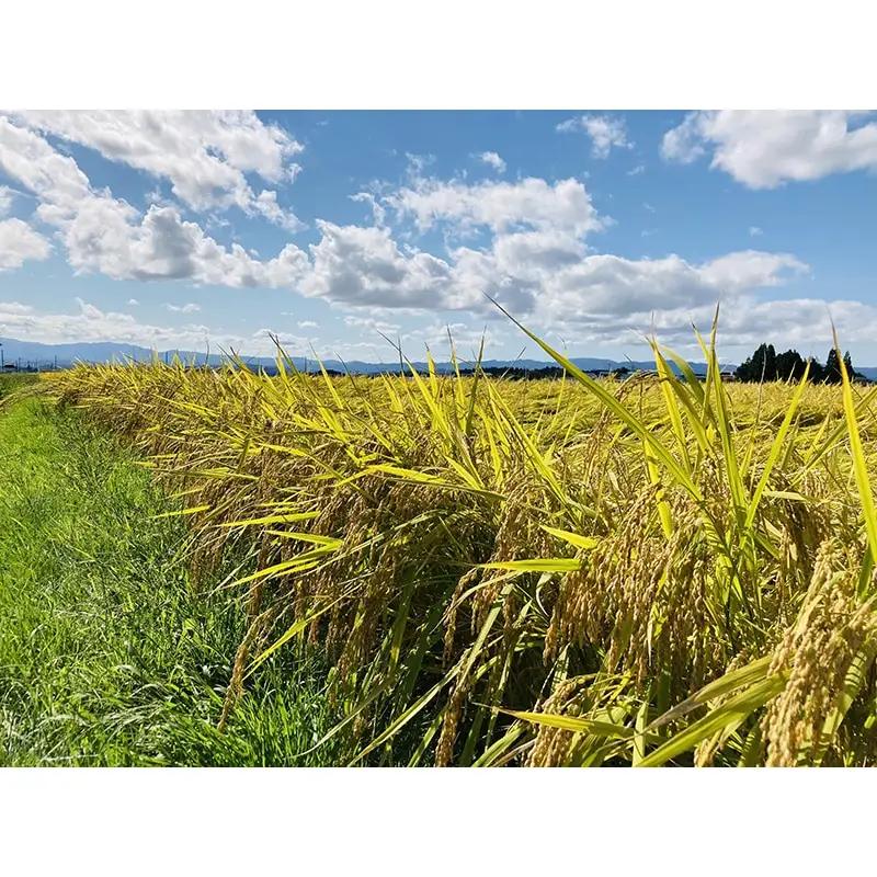 【令和7年産】 米食味鑑定士厳選 新庄産米「つや姫」2kg「雪若丸」2kgセット 米 お米 おこめ 山形県 新庄市 F3S-2899