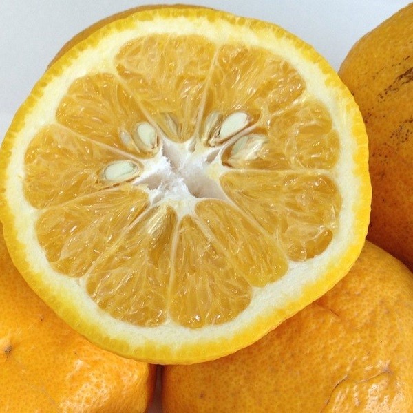 
                  和歌山産 甘夏みかん 秀品 10kg【ヤマタ大谷商店】
                