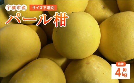 【先行予約】パール柑 4kg サイズ不選別【2026年1月下旬～2月下旬発送予定】 果物 くだもの フルーツ 柑橘 文旦 ぶんたん ザボン ポンカン