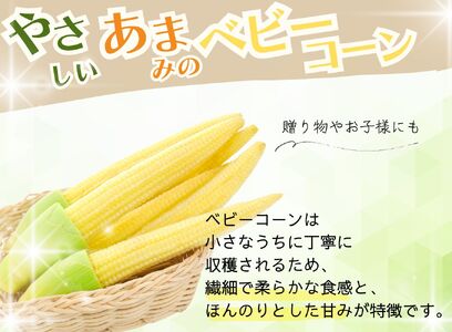 市川三郷町大塚産 ドルチェドリームのベビーコーン 2kg（24本以上）【2025年5月中旬から発送】Kai Sweet Farm[5839-2208]