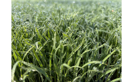 [令和7年産新米]新潟県認証特別栽培米＜定期便＞南魚沼産こしひかり5kgx12回（月1回）