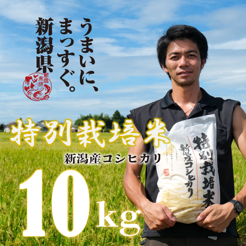 【令和6年産】 新米 コシヒカリ 10kg 5kg 2袋 新潟産 特別栽培米 コシヒカリ 新潟県 コメ お米 米 こめ しんまい 新潟米 新潟 新発田 斗伸 toushin012_01