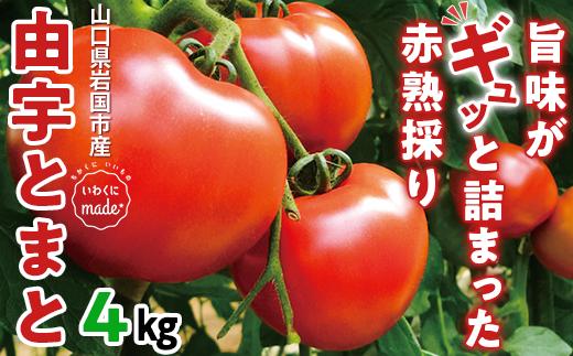 山口県産 由宇とまと 約4kg 14～16玉入り【おかざき農園】