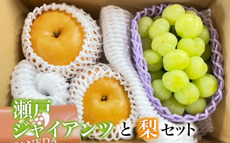
                  【数量限定】瀬戸ジャイアンツと梨のセット（ぶどう ブドウ 梨 果物 セット 詰め合わせ フルーツ 贈答用 限定）
                
