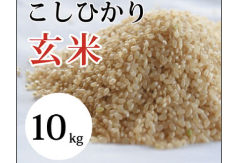 大山の一粒 玄米 10kg【玄米 10kg 10キロ こめ コメ げんまい ゲンマイ 先行予約 お米 こしひかり コシヒカリ ごはん ライス 国産 お取り寄せ 鳥取県 大山町】