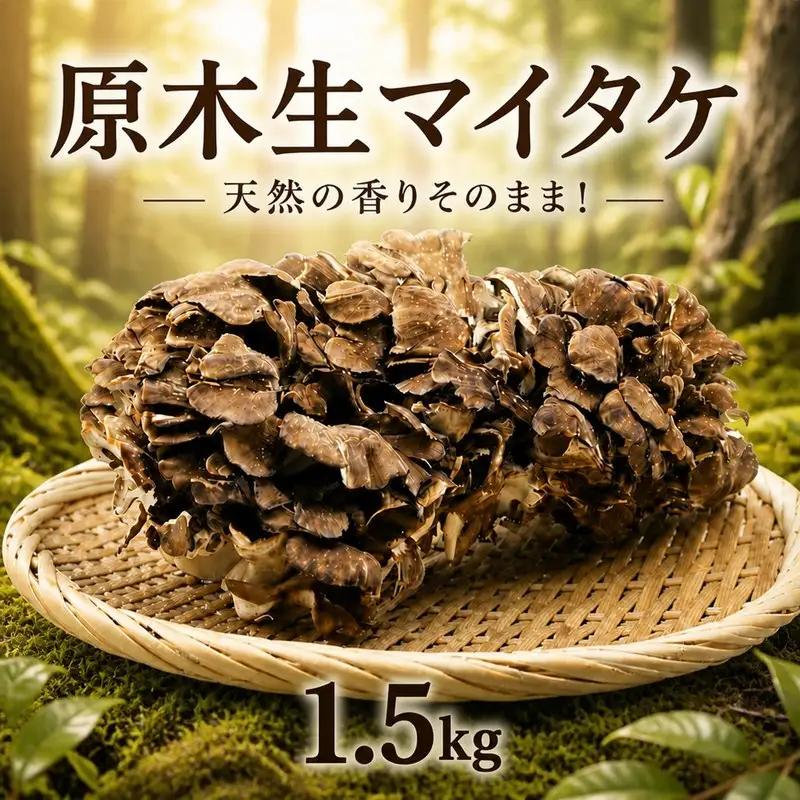 【 きのこ 】 幻の 原木 生マイタケ 1.5kg 