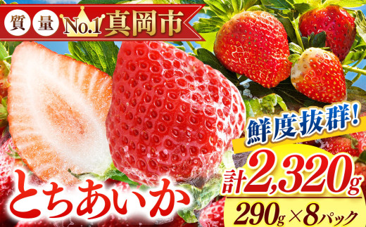 鮮度抜群 とちあいか 4箱 (290g×8) 1740g  |  選べる 容量 4箱 日本一 産地 大粒 冬 味覚 いちご 苺 イチゴ ストロベリー 大きい  ハート 美味しい 果汁 ジューシー 甘い あまい 甘味 たっぷり 大容量 | 人気 レビュー 栃木県 真岡市 送料無料