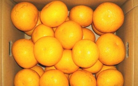 和歌山由良町産 はっさく 約10kg 秀品 サイズおまかせ (Ｌまたは２Ｌ) いずれかお届け ※2026年3月下旬より順次発送【sml127A】